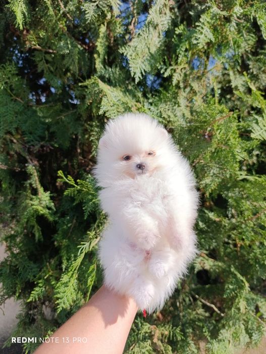 Pomeranian mascul mini toy