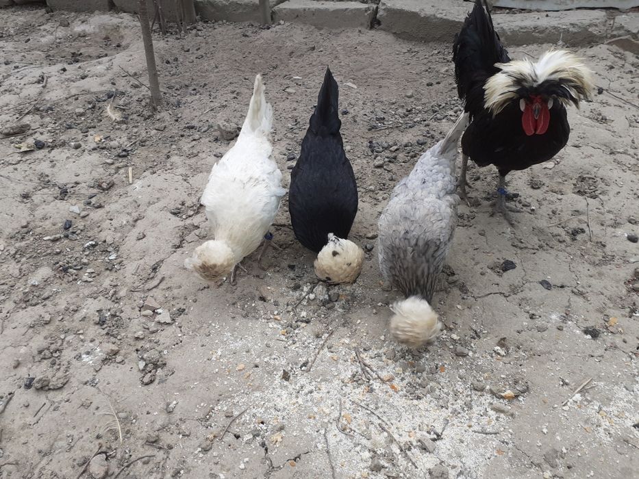 Vând cocoși Paduane