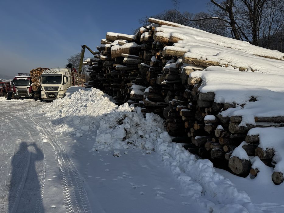 Vand lemn foc Fag Mesteacan