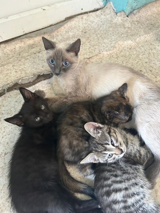 Котята тайские..