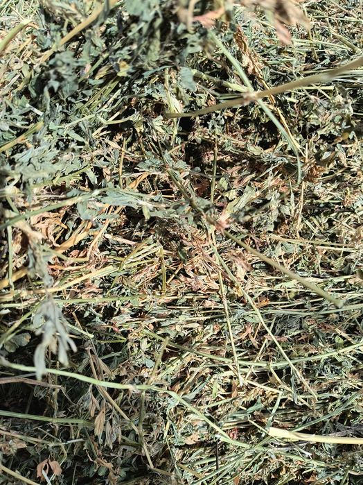 Бали чиста  люцерна. 2 откос