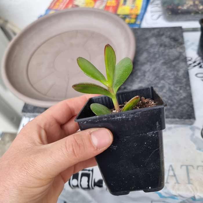 Crassula ovata pomul cu bani