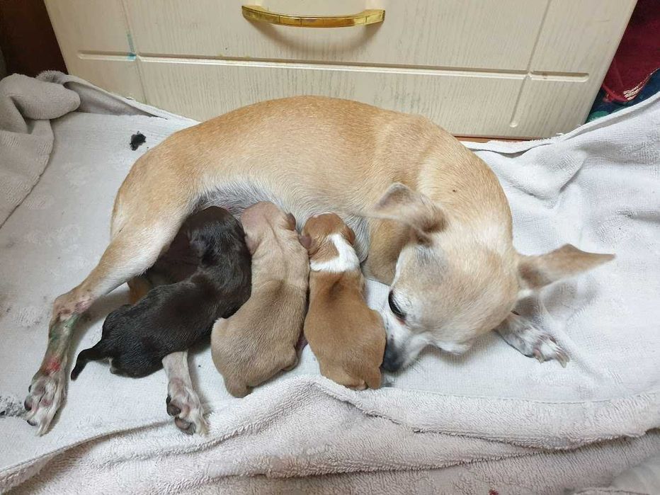 Вязка чухуахуа кобель 2 года | Chihuahua qoshtirishga (juftlash)