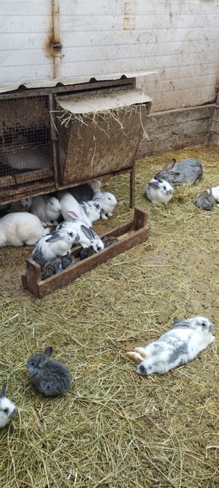 продам кроликов