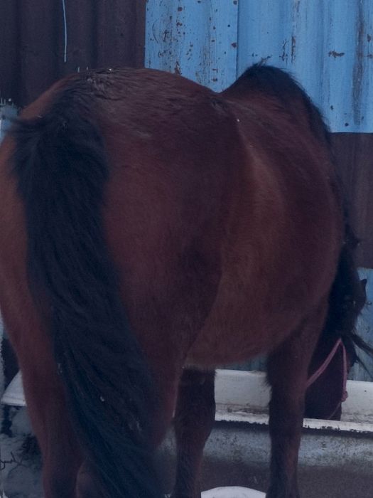 Продам кобылу с табуна