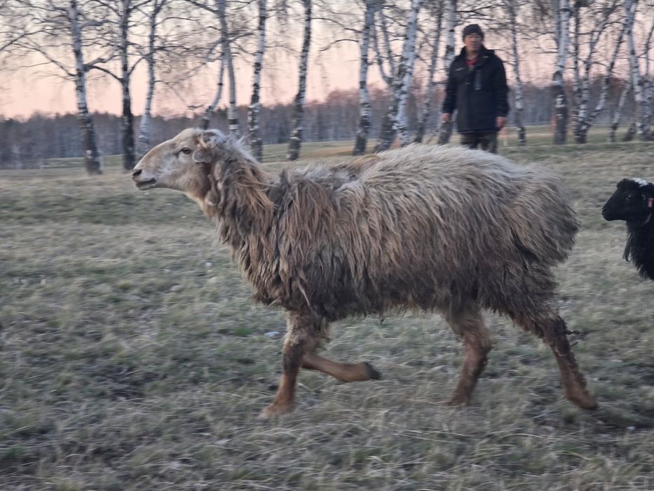 Продам кошкара племенного