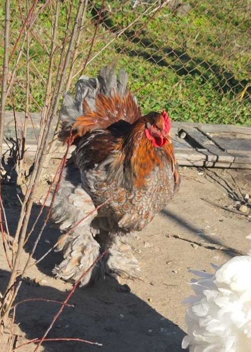 Петли Кохинхин 10 броя