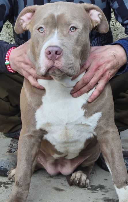 Американско Були Хл American bully xl