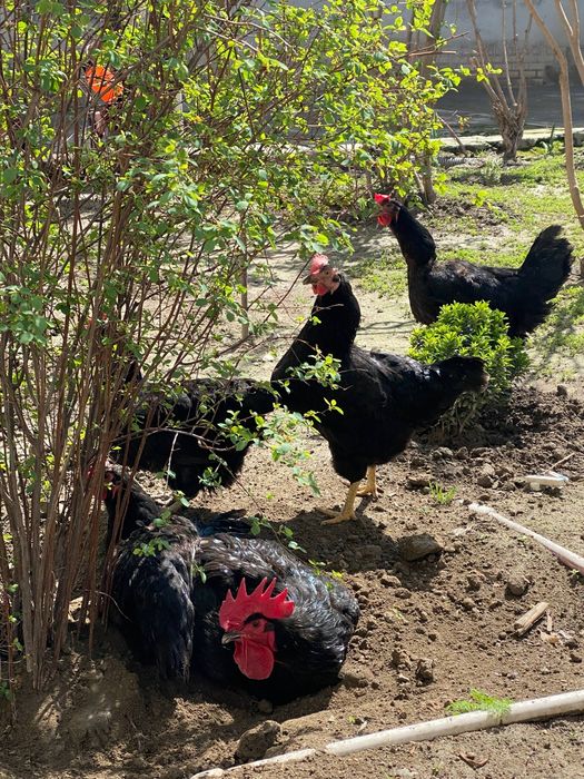 Qora shahzoda tovuqlarining tuxumlari sotiiladi!