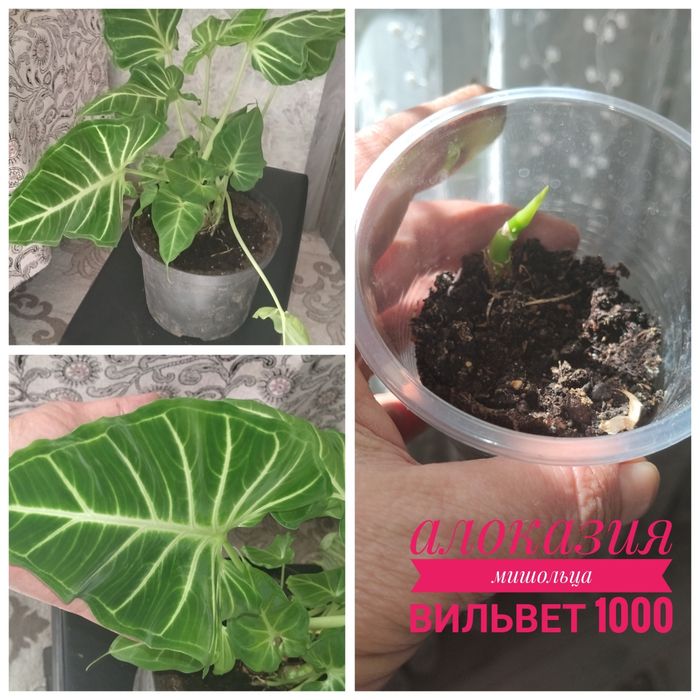 Цветы   комнатные