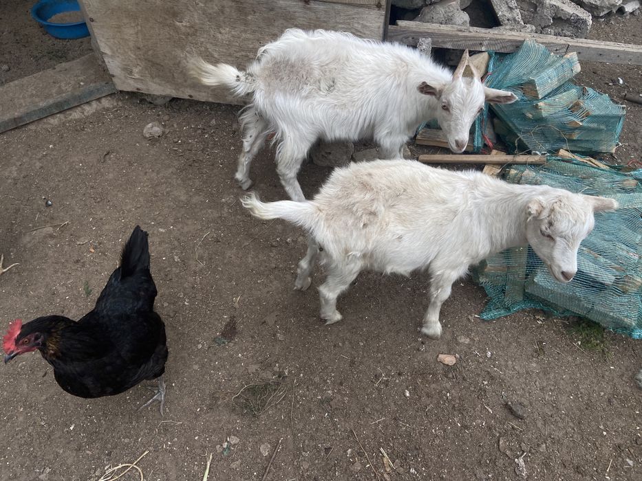 Козлята мальчик девочка