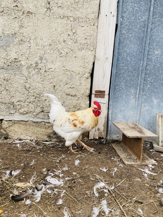 Әтеш сатылады.