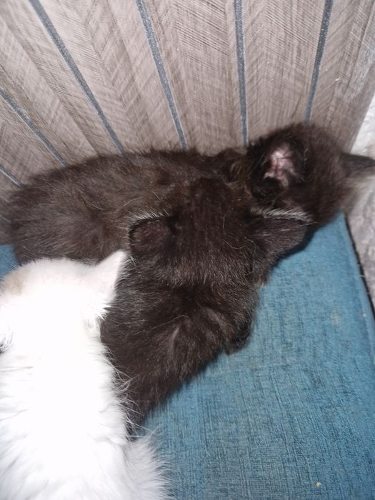 отдам котенка в добрые руки