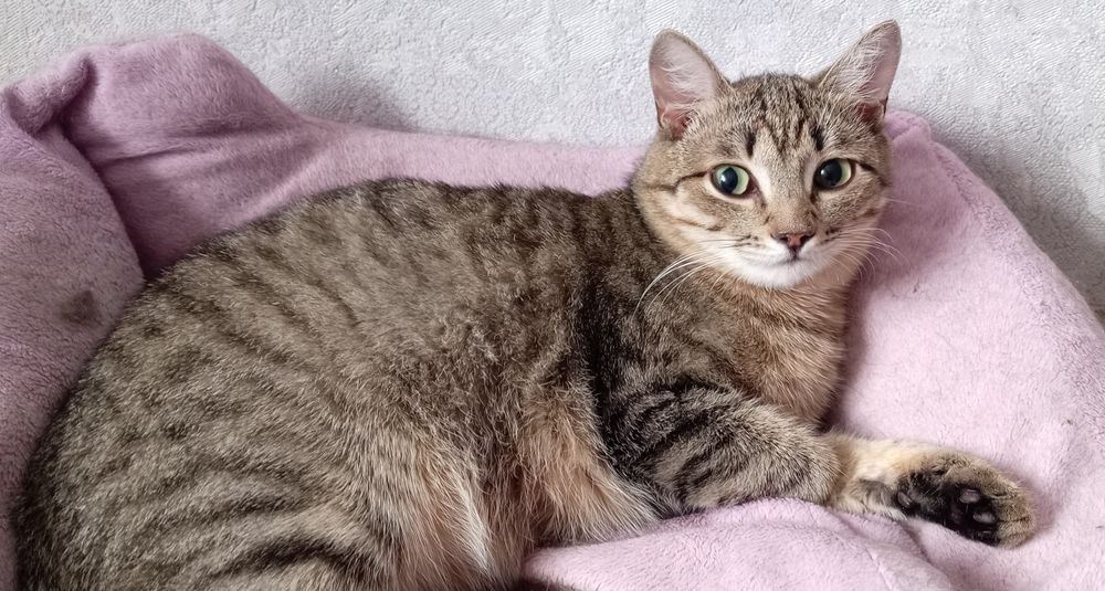 Отдам кошечку в добрые руки