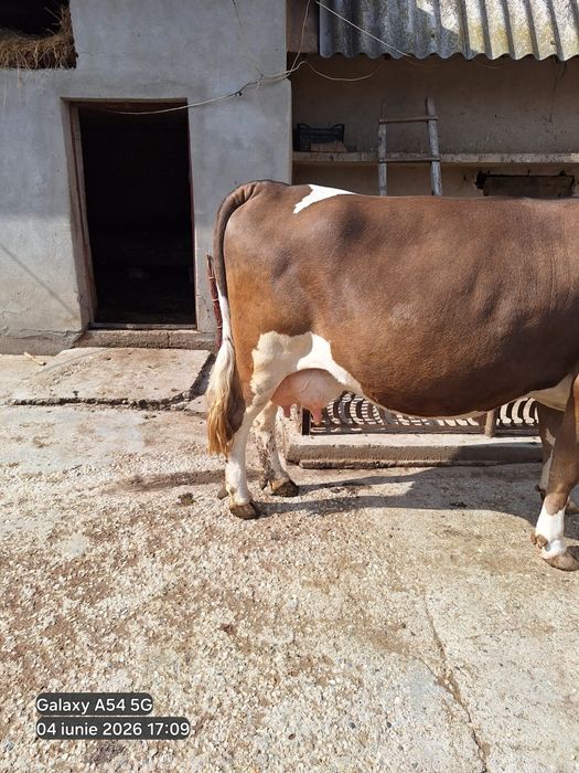 Vând vaca exemplar