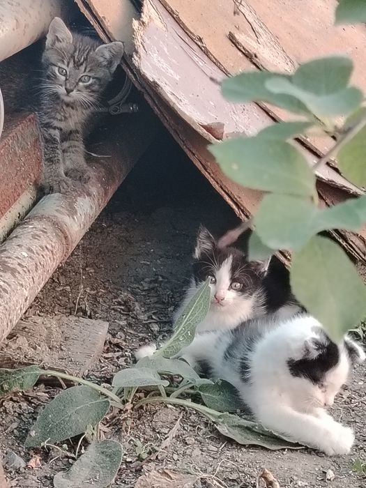 Отдам котят в добрые руки