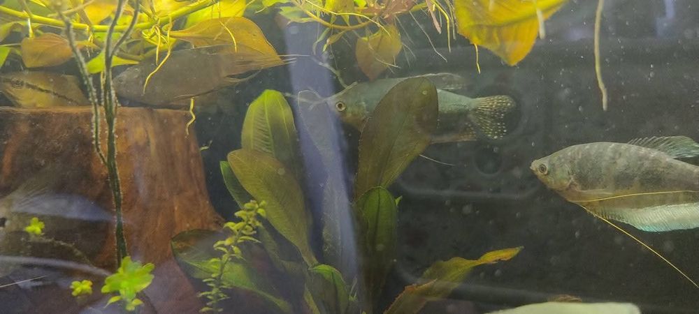 Schimb guramii, 3 pești paradis și un scalar