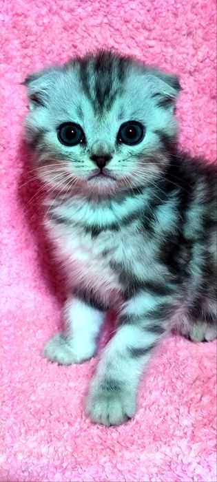 Продаются Скотишь фолды