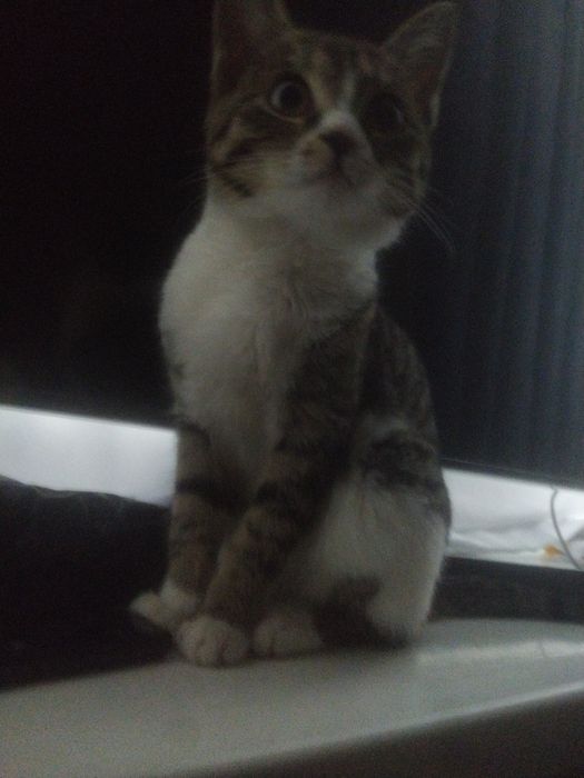 Отдам кошек только на добрые руки