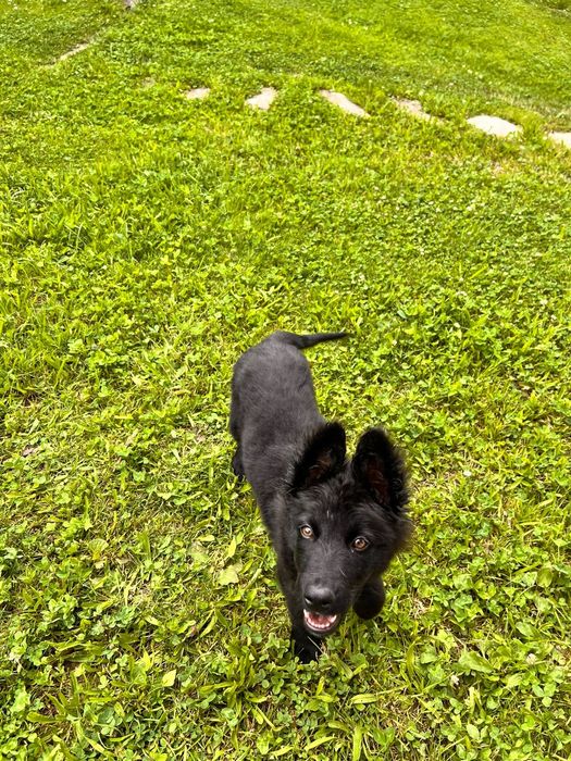 Cățeluș spre adopție