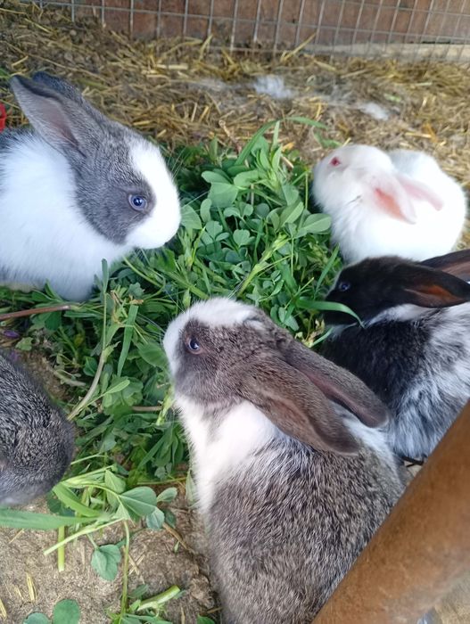 Iepurași/ iepuri de vânzare