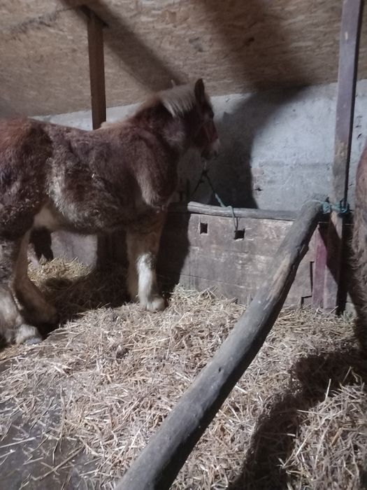 Vând manz 8 luni bland