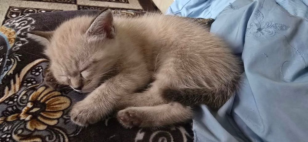 Продаются котята сиямка. Возраст 2 месяца.