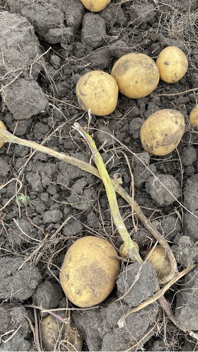 Продам картофель домашний