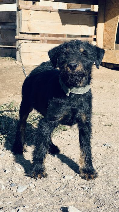 Ягтерьер сатылады