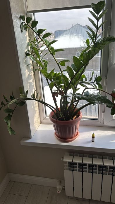 Гүлдер   сатылады