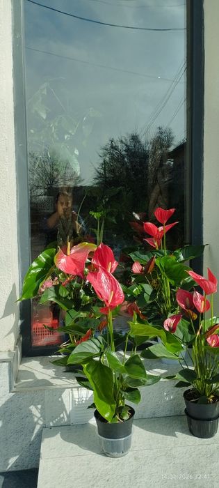 Подарочные цветы на любой праздник