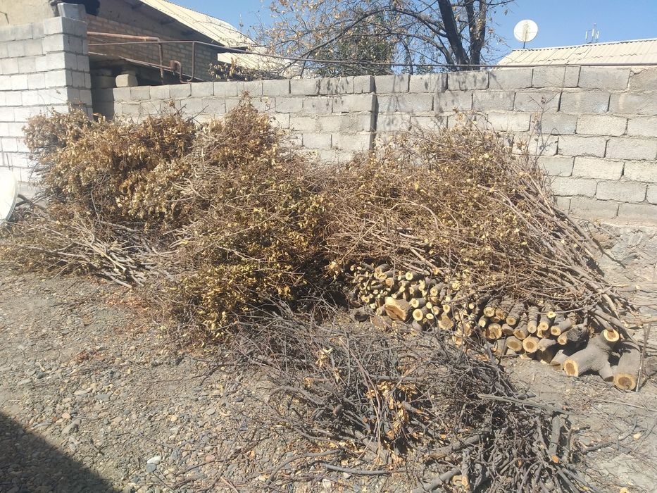 Bir talpa o'tin kundalar sotiladi