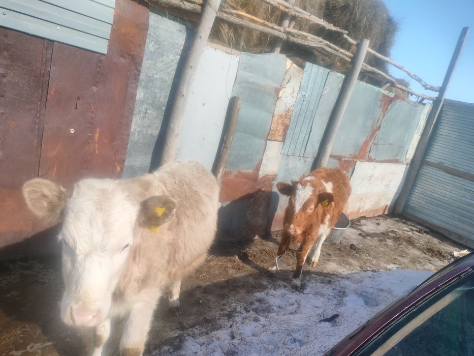 Продам тёлок полутора годовалых