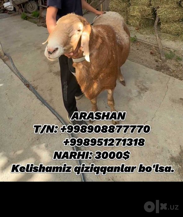 Qo'chqor Arashan