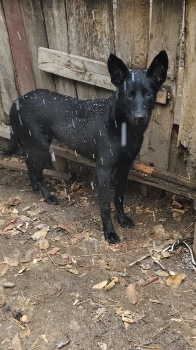 Овчарка в хорошие руки