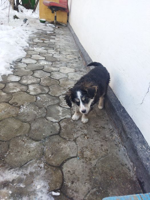 Отдам щенка в добрые руки