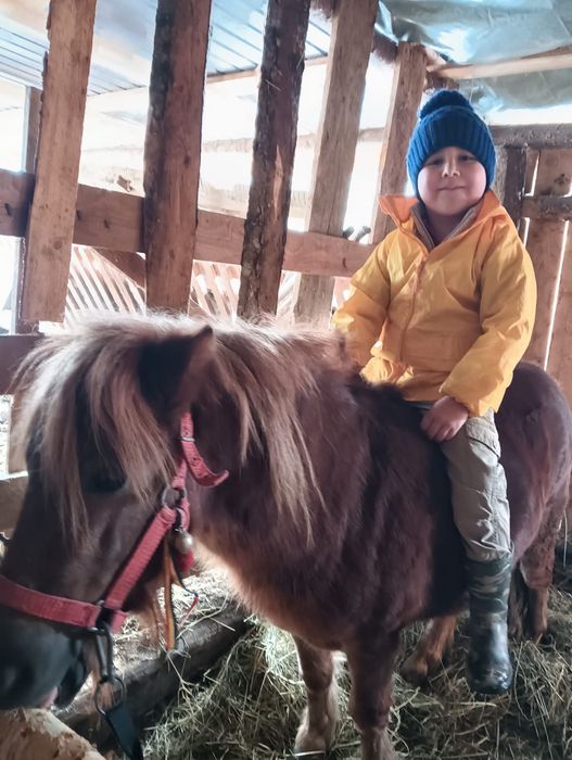 Vand ponei foarte cuminte