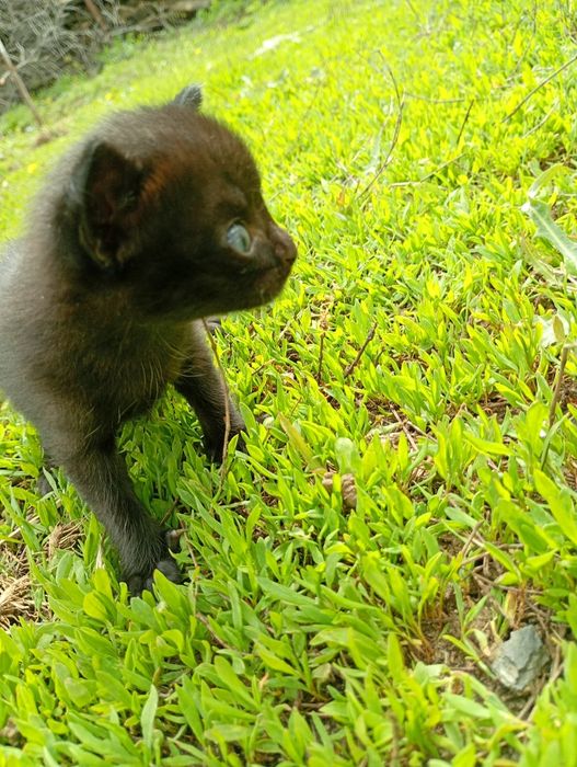 Продам двух котят!