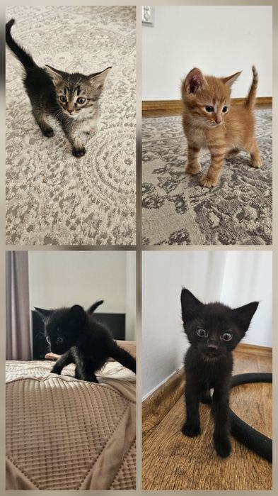 отдам котят в добрые руки