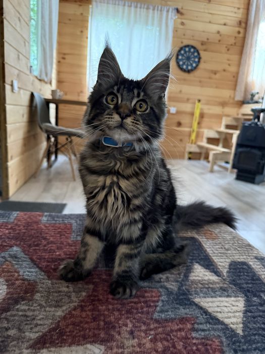 Отдам котенка мейн-куна
