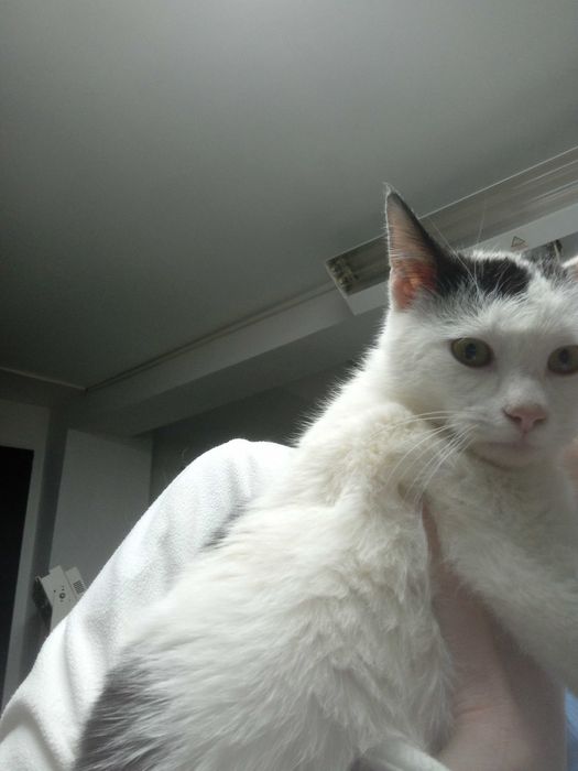 Bulgaras pisoi pentru adoptie