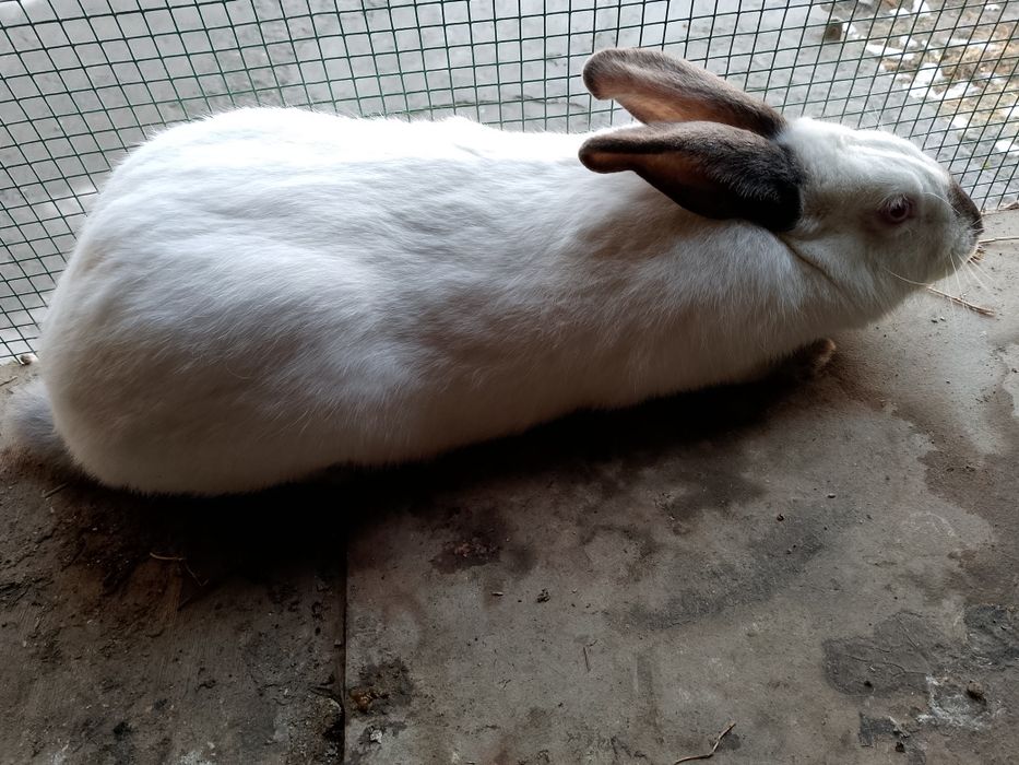 Kaliforniskiy krolik