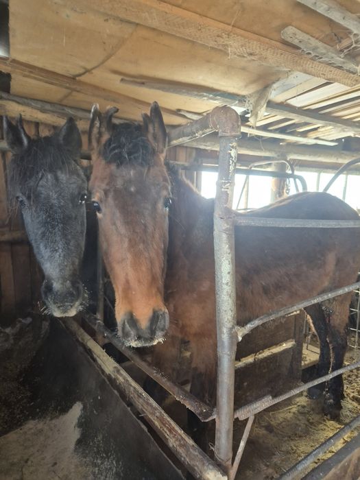 Продам на выбор 2 лошади