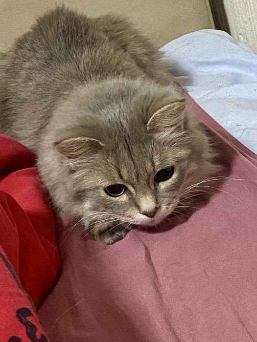 Отдам кошку в добрые руки