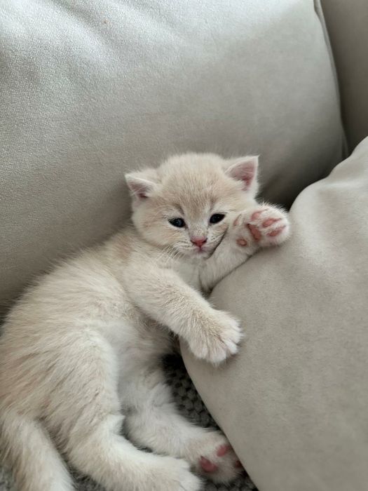 Продам котенка Британской короткошерстной  (шиншилла)