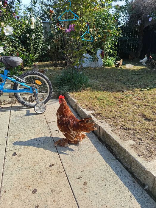 Vând 2 cocos roșu bobat