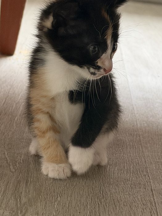 Марғау / қыз мысық /  3 түрлі түсті