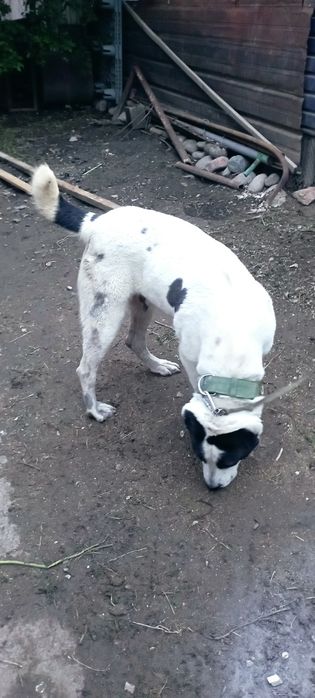 Алабай   Девочка