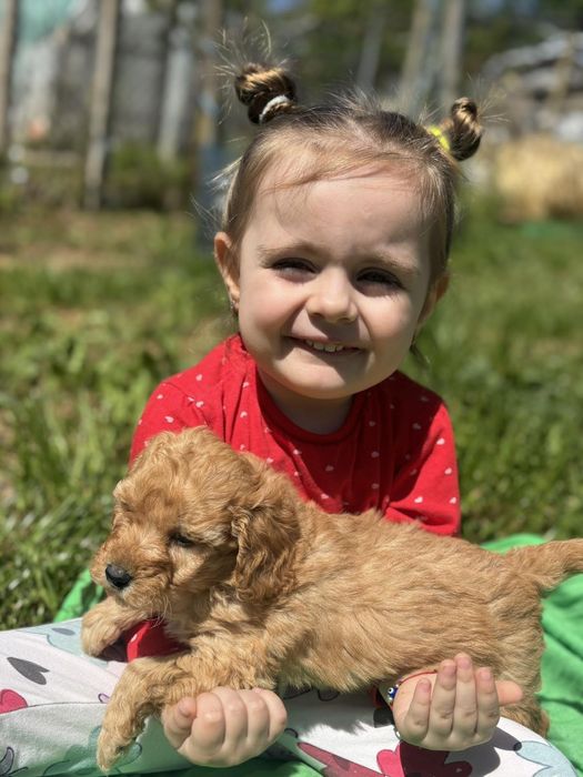 Мини пудел Пудел