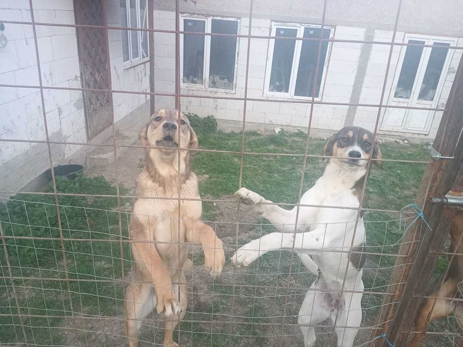Cățele de adopție